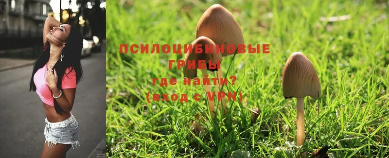 Галлюциногенные грибы Psilocybe  наркота  Клинцы 